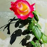 Case de vacanță Rose House Nydri (Lefkada)
