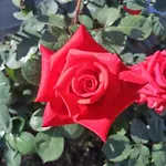 Rose House Case de vacanță *