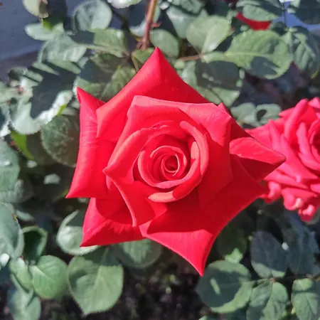 Rose House Dom wakacyjny *